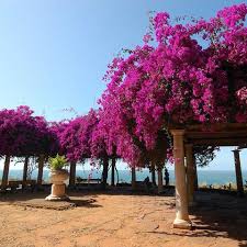 Pin On Bougainvillea