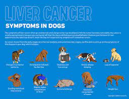 That means that you should be alert and look for any of the warning signs that there might be something wrong with your dog's mammary glands. Liver Cancer In Dogs Innovet Pet
