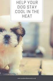 How To Help Your Dog Cope With The Heat Mother Distracted Dog Training Obedience Dogs Your Dog
