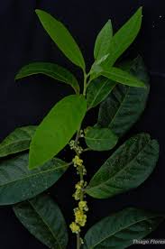 Image result for Peraceae