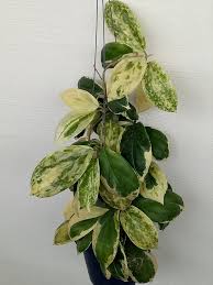 Pin On Indoor Jungle