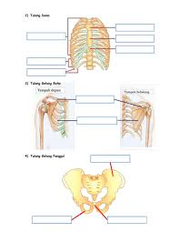Rangka apendikular terdiri dari anggota gerak atas (tungkai atas), dan anggota gerak bawah manusia mempunyai bentuk yang khas hal ini sebab adanya rangka yang menyusun tubuh dari. Tulang Tulang Penyusun Rangka Manusia Worksheet