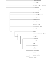 Image result for Decorsea schlechteri