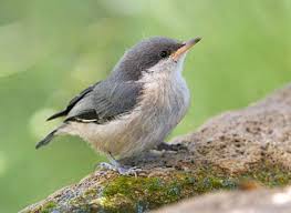 Image result for Pavetta pygmaea