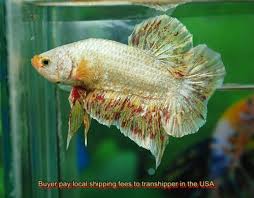 Live Fish Healthy Betta Gold Vanda Halfmoon Plakat Breeder Pair Male Female Betta Freshwater Aquarium Fish Betta Fish