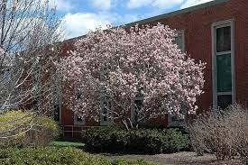 Saucer Magnolia Magnolia X Soulangeana At Oakland Nurseries Inc Deciduous Trees Magnolia Garden Center