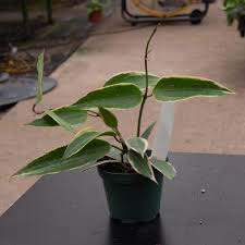 Image result for Carvalhoa macrophylla