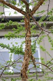 Image result for Acacia abyssinica