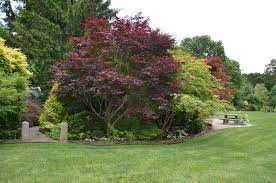 We did not find results for: Acer Palmatum Emperor 1 Japanese Maple Tree Japanesemaple You Can Buy Emperor 1 Red Japanese Map Japanese Maple Tree Emperor 1 Japanese Maple Japanese Maple