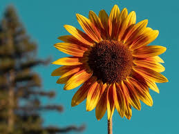 Untuk menanam bunga teratai sebagai tanaman depan rumah menurut feng shui, kamu perlu menyiapkan kolam atau sebuah pot besar berisi air. Kumpulan Gambar Bunga Matahari Ceria Terbaik Eye Candy Photograph