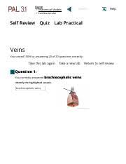 Shavon Wolfe Lab 4 Anatomical System Veins Pal Lab Practical Pdf Self Review Home Anatomical Models Cardiovascular System Veins Quiz Search Course Hero