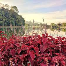 Image result for Coleus rhodesianum