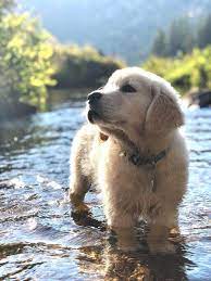 35 Puppies Who Are Far Too Cute For This World Page 16 Of 35 Soopush Cute Animals Puppies Cute Puppies