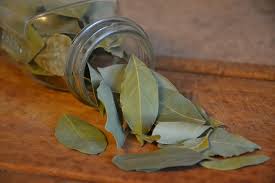 Atau yang dikenal dengan nama daun salam merupakan salah satu spesies dari famili myrtaceae. Mengenal Pohon Salam Tanaman Untuk Penyedap Masakan
