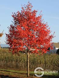 We did not find results for: Flashfire Maple