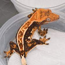 High End Crested Gecko