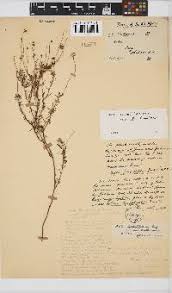 Image result for Felicia clavipilosa