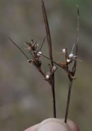 Image result for Scleria pergracilis