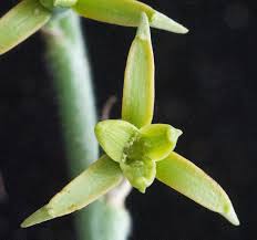 Image result for Dipcadi platyphyllum