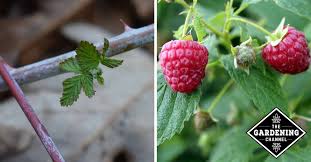 Check spelling or type a new query. Protecting Strawberries And Raspberries In Winter Gardening Channel