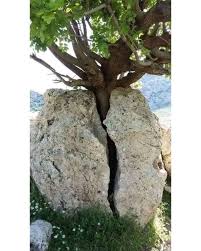 Biological weathering refers to the breakdown of rocks and minerals into smaller fragments or sediments through the actions of living organisms. This process plays a crucial role in shaping our environment and