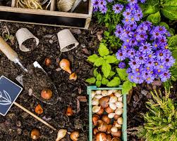 The right flower bulbs will produce bright and fragrant flowers. Time To Think Spring Bulbs Yates Gardening