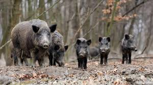 We did not find results for: Bewildering Boar Changing Cosmopolitics Of The Hunt In Europe And Beyond Cefres