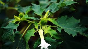 Image result for durman obecný plod