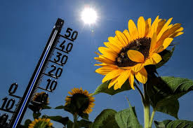 De onvergetelijke zomer van onze fans. Zomer 2018 In Belgie Was De Warmste Sinds 1833 De Morgen