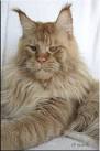 Why do all Maine Coons look like Ron Perlman? – PoC