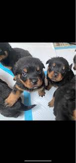 Puppy from a past litter. Puppies Ready For Adoption Pet Service San Jose California 10 Photos Facebook