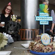 Police retirement welcome sign template, police thank you sign for retirement party, thin blue line photo police department memorial diy. Explosive Detecting K9 Officer Has The Best Retirement Party The Dog People By Rover Com
