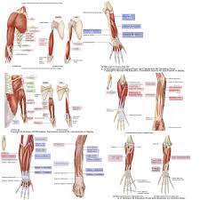 Originates from the coracoid process of the scapula. Anatomy Arm Muscles Diagram Quizlet