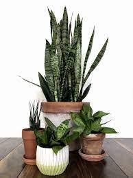 Snake Plant 7 Benefits You Need To Know About The Sansevieria Plant My Tasteful Space Sansevieria Plant Snake Plant Plants