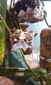 Image result for Polystachya valentina