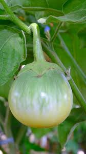 Image result for Solanum campylacanthum 'incanum type'