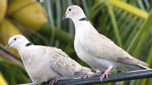 Let the children come unto me lwjas0216 options. Dove Pictures And Sounds Youtube