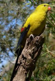 Our views about zoos may have changed, but is it still ethical to support animal captivity? What Are The Pros And Cons Of A Parakeet As A Pet
