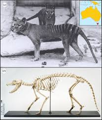 This is a subreddit dedicated to the study of the thylacine, otherwise known as the tasmanian tiger/wolf/hyena. The Thylacine A Pair Of Adult Thylacines Photograph Taken From The Download Scientific Diagram