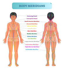 body meridian system vector illustration scheme chinese