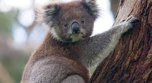 Often called a koala bear, they are actually marsupials not koala bears. What Country Is The Koala Native To Trivia Questions Quizzclub
