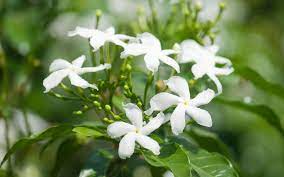 What is the official flower of stellis? Jasmine Plant Care How To Care For Jasmine Plants Garden Lovers Club