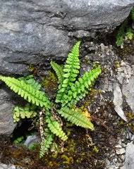 Image result for Vittaria reekmansii