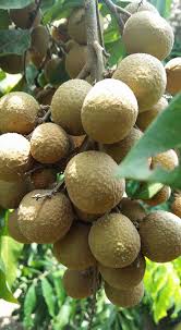 Pokok ini dikenali sedemikian kerana rupa dan saiz buahnya yang seperti mata kucing. Buah Mata Kucing Tempatan Posty Facebook