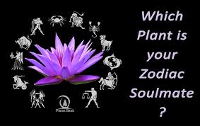 Comparing sun signs can give a good general idea of compatibility. Which Plant Is Your Zodiac Soulmate