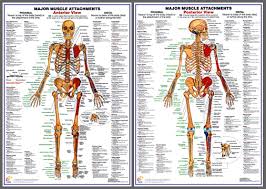 Anatomy Wall Posters Vintage Medicine Human Anatomy Posters