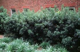 Untrimmed Sweet Tea Olive Living Privacy Hedge Wall Est 4 6 Cottage Garden Hedges Hgtv Garden