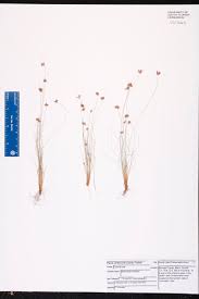 Image result for Bulbostylis sp.no.5