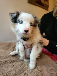 New male australian shepherd puppy, what should we name him? : r/NameMyDog