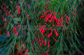 Check spelling or type a new query. Small Bell Flowers In Red 184361 Meashots